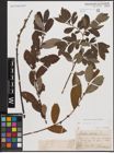 Foto von Salix cinerea L.